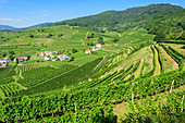 Vineyards near Spitz an der Donau, Wachau, Lower Austria, Austria