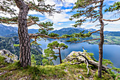 Pine trees on the Traunstein and view of the Traunsee in the Salzkammergut, Upper Austria, Austria