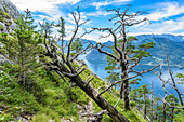 Kiefern und abgestorbene Bäume am Traunstein und Blick auf den Traunsee im Salzkammergut, Oberösterreich, Österreich