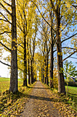 Poplar avenue in autumn