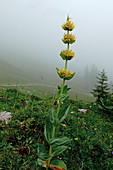 Gelber Enzian (Gentiana lutea), Berchtesgadener Land, Oberbayern, Bayern, Deutschland