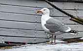 Seagull in the old port of Wismar, Germany