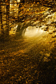 Sonniger Herbstmorgen am Isar Hochufer, Bayern, Deutschland, Europa