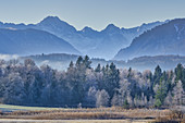 View over the moor at the Staffelsee to the Bavarian Alps, Uffing, Upper Bavaria, Bavaria, Germany