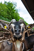 Cheeky looking goat on the ecological farm Der Berghof, Schöllkrippen, Kahlgrund, Spessart-Mainland, Franconia, Bavaria, Germany, Europe