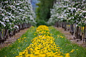 Yellow dandelions bloom on a lush meadow path between rows of blooming apple trees in spring, Krombach Oberschur, Spessart-Mainland, Franconia, Bavaria, Germany, Europe