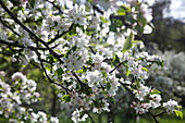 Apple tree blossoms in spring, Mömbris Niedersteinbach, Kahlgrund, Spessart-Mainland, Franconia, Bavaria, Germany, Europe