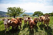 Rinder auf Wiese am Hof Luisenhof, Eschau, Räuberland, Spessart-Mainland, Franken, Bayern, Deutschland, Europa