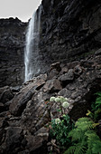 Wasserfall Fossa auf Insel Streymoy, mit Blumen, Färöer Inseln\n