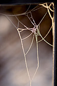 Spinnennetz in der Sonne, Dorum, Niedersachsen, Deutschland
