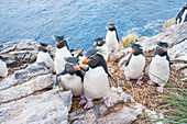 Group of rockhopper penguins (Eudyptes chrysocome chrysocome) on a rocky islet, East Falkland, Falkland Islands, South America