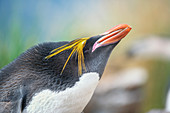 Nahaufnahme eines Makkaroni-Pinguins (Eudyptes chrysolophus), Ostfalkland, Falklandinseln, Südamerika