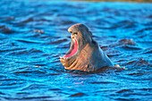 Southern elephant seal (Mirounga leonina) male roaring, Sea Lion Island, Falkland Islands, South Atlantic, South America