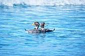 Steamer ducks swimming (Tachyeres brachypterus), Sea Lion Island, Falkland Islands, South America