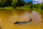 Alligators, swamp near New Orleans, Louisiana, United States of America, North America