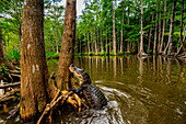 Alligators, swamp near New Orleans, Louisiana, United States of America, North America