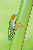 Roter Augen-Laubfrosch (Agalychins callydrias), der grünen Stamm klettert, Sarapiqui, Costa Rica, Mittelamerika