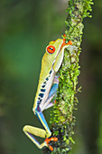 Red eyed tree frog (Agalychnis Callidryas) climbing twig, Sarapiqui, Costa Rica, Central America