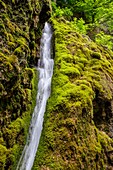 France, Drome, Vercors Regional Nature Park, The Ombleze Gorge, Tuf waterfall