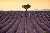 France, Alpes de Haute Provence, Verdon Regional Nature Park, Valensole, lavandin Field