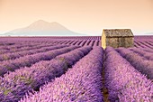 Frankreich, Alpes-de-Haute-Provence, Regionaler Naturpark Verdon, Puimoisson, Steinhaus inmitten eines Lavendelfeldes (Lavandin) auf dem Plateau de Valensole