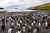France, French Southern and Antarctic Territories (TAAF), Crozet Islands, Ile de la Possession (Possession Island), King Penguin (Aptenodytes Patagonicus) at the Penguin Rookery at the Baie du Marin