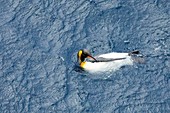 France, French Southern and Antarctic Lands listed as World Heritage by UNESCO, Crozet Islands, Ile de la Possession (Possession Island), King Penguin (Aptenodytes Patagonicus)
