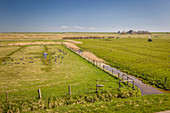 Rastende Zugvögel und alter Hof beim Leuchtturm Westerheversand, Nord-Friesland, Schleswig-Holstein