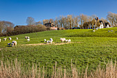Schafe und Warfthof bei Westerhever, Nord-Friesland, Schleswig-Holstein