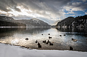 Alpsee bei Hohenschwangau, Schwangau, Allgäu, Bayern, Deutschland