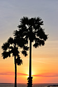 Zwei Palmen am Meer vor dem Sonnenuntergang, Darwin, Northern Territory, Australien