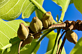 Kakadu Plum-Früchte an einem Baum, Litchfield National Park, Northern Territory, Australien