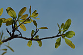 Kakadu Plum-Baum und seine Blätter, Kakadu National Park, Jabiru, Northern Territory, Australien