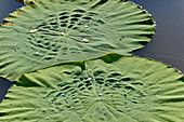 Zwei große Lotusblumen-Blätter im Fluss im Morgenlicht, Cooinda, Kakadu National Park, Northern Territory, Australien