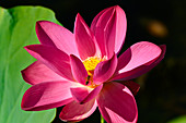 An insect flies in a lotus flower, Cooinda, Kakadu National Park, Northern Territory, Australia