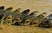 Ansicht eines Krokodilrückens im Fluss, Cooinda, Kakadu National Park, Northern Territory, Australien
