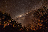 Starry sky with the Milky Way and tree tops at Edith Falls, Northern Territory, Australia