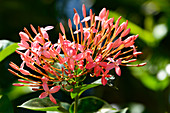 Tropical rose flower in close-up, at Kununurra, Western Australia, Australia