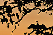 Birds sit in a tree at dusk, Kununurra, Western Australia, Australia