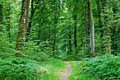 Beech forest Foret de Cerisy between the Calvados department and Manche, Normandy, France
