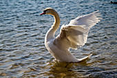 Evening wash of a swan, Cologne, North Rhine-Westphalia, Germany