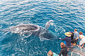 People on boat whale watching, Queensland, Australia 