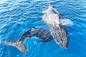 Humpback Whales (Megaptera novaeangliae), Mother and Calf surfacing and exhaling, Hervey Bay, Queensland, Australia