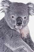 Koala (Phascolarctos Cinereous), Nahaufnahme, Lone Pine Koala Sanctuary, Brisbane, Queensland, Australien