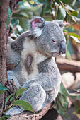 Koala (Phascolarctos Cinereous), Brisbane, Queensland, Australia 