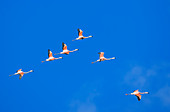 Gruppe chilenischer Flamingos (Phoenicopterus chilensis) im Flug, Nationalpark Torres del Paine, Chile, Südamerika
