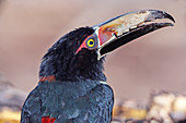Halsband Aracari (Pteroglossus torquatus), Costa Rica, Mittelamerika