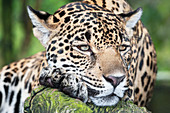 Adult male Jaguar (Panthera onca), close-up, Costa Rica