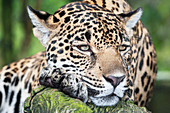 Erwachsener männlicher Jaguar (Panthera onca), Nahaufnahme, Costa Rica