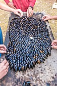 France, Charente Maritime, Ile d'Oleron, eclade, typical and local dish, alignment of mussels intended to be cooked in a fire of pine needles